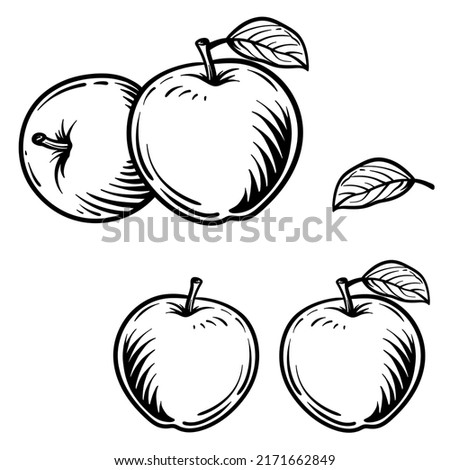 Engraved vector illustration of an apples. Apples isolated on white background. Royalty-Free Stock Photo #2171662849
