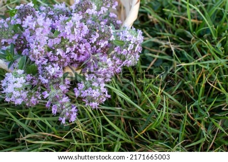 Bunch of thyme flowers in the basket on a green grass background. Picking fresh herbs. Top view. Selective focus