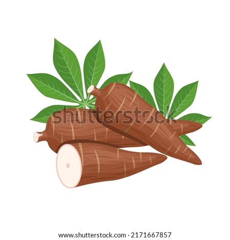 Vector illustration, cassava root (Manihot esculenta, also known as manioc) and leaves, isolated on white background, as a banner, poster or national tapioca day template. Royalty-Free Stock Photo #2171667857