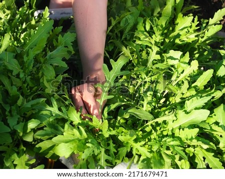 arugula green leaves harvested in garden women Royalty-Free Stock Photo #2171679471