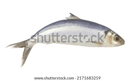 Fresh herring fish isolated on white background Royalty-Free Stock Photo #2171683259