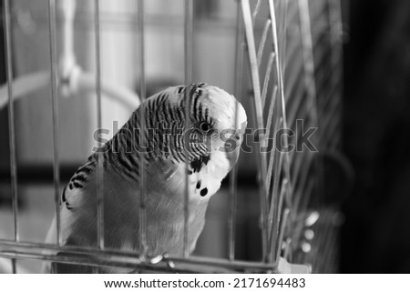 Black and white image of budgie in cage