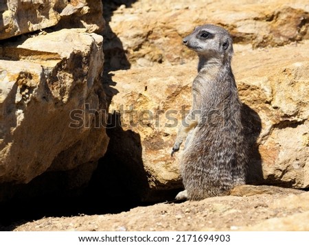 Closeup of a meerkat or suricate (Suricata) standing in observation position among rock
