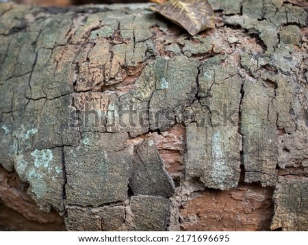 Tree texture and brown rough natural background. Wood material. closeup wood texture.