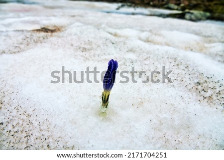 Spring. A flower in the melting snow. The Power of awakening nature concept