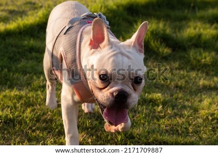 Close up white French Bulldog walking and looking to the camera.