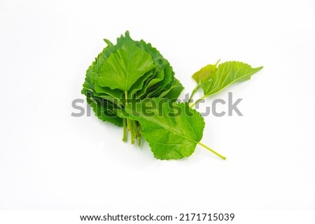 eye care herbs mulberry leaves on white background.