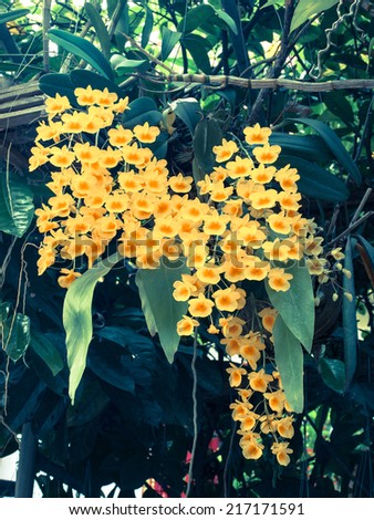 Colorful Orchid Species Yellow Dendrobium lindleyi flower; Filtered image:cross processed vintage effect.