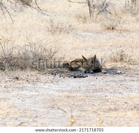 Picture of a jackal in Namibia