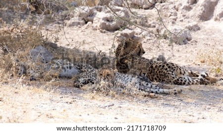 Picture of  cheetah with cubs in Namibia