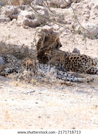 Picture of  cheetah with cubs in Namibia