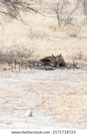 Picture of a jackal in Namibia