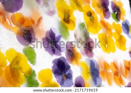 Background of mixed colours of pansy flowers in ice.