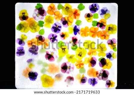 Background of mixed colours of pansy flowers in ice.