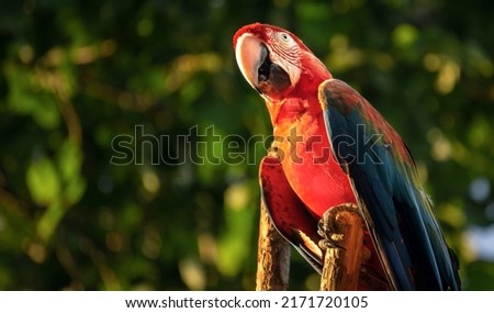 Portrait of colorful Scarlet Macaw parrot against jungle background. Red Scarlet Macaw parrot, Ara macao, on green tree in the natural habitat. Royalty-Free Stock Photo #2171720105