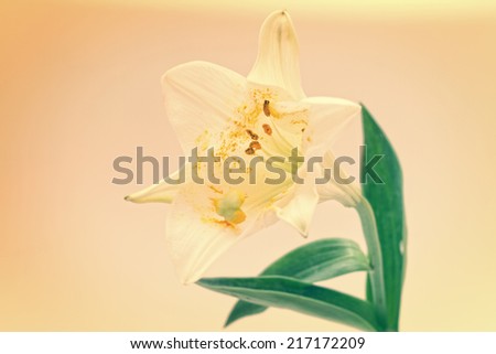 white lily flower made with pastel tones