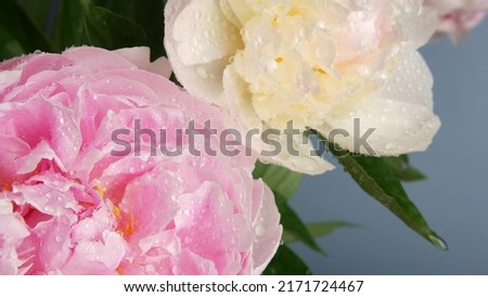 Water rain drops on peony flowers spring bloom, floral blossom of paeony. Springtime moist botanical flora. Pastel color paeonia inflorescence. Bouquet. Dew or raindrops on spring wet petals. Droplets Royalty-Free Stock Photo #2171724467