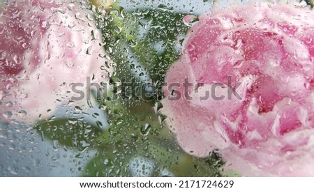 Water rain drops on wet window glass, peony flowers spring bloom, floral blossom of paeony. Springtime botanical flora. Pastel color spring paeonia inflorescence. Bouquet. Dew, droplets or raindrops. Royalty-Free Stock Photo #2171724629