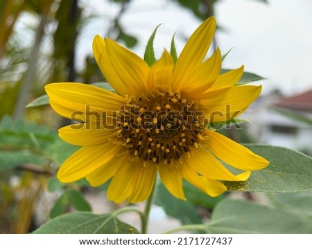 Sunflower blooming in the garden.