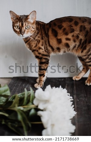 luxurious bengal cat on a dark background with white peonies