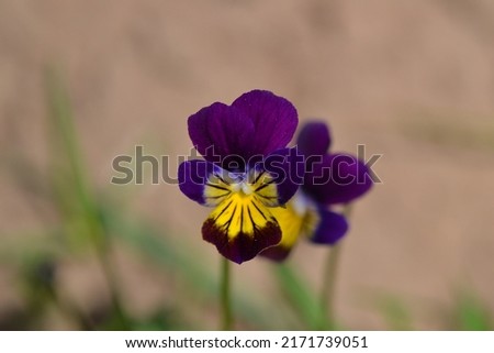 Flowering wild pansy with violet and yellow petals (Viola tricolor)