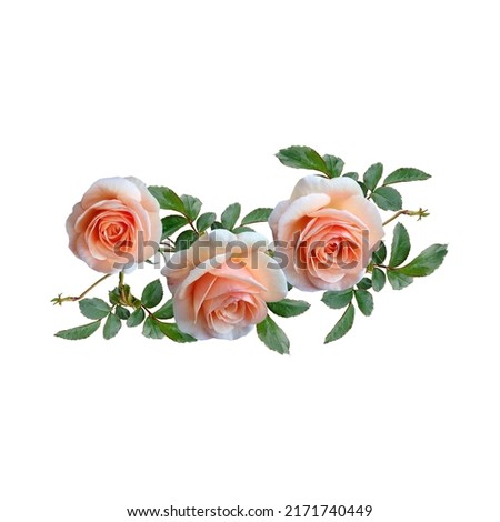 roses, beautiful roses isolated on  background.