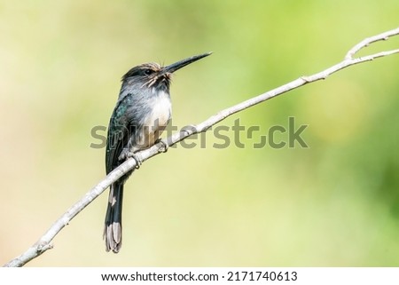Three-toed Jacamar is perching on a twig with a soft green background in Sumidouro, Rio de Janeiro, Brazil