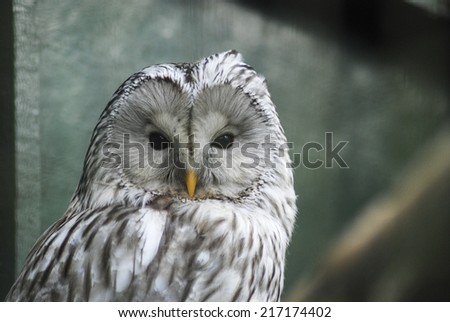 Close up of a Ural Owl in a zoo, UK