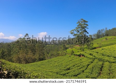 Beautiful View of Tea Plantation from Kannan Devan Hills, Munnar, Kerala, India Royalty-Free Stock Photo #2171746591