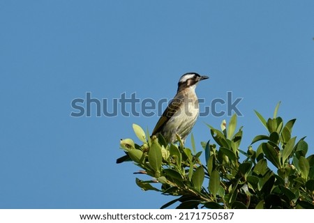 light-vented bulbul is standing on the top of a tree.