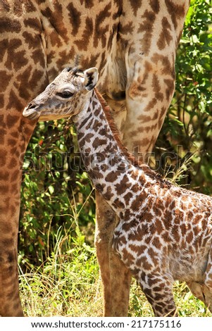 Newborn giraffe (Giraffa camelopardalis) with its mother in the background on the Maasai Mara National Reserve safari in southwestern Kenya.