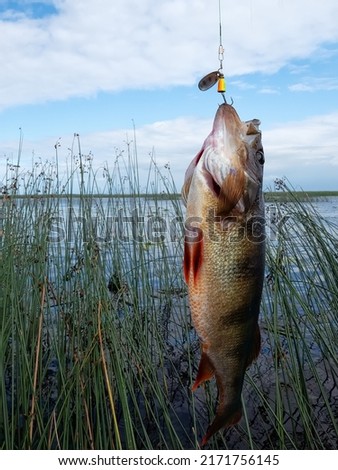 Trophy fishing. This European Perch (rivers perch) weighing 1.2 kilograms was caught spinning in the northern lake. Great Club-rush as background Royalty-Free Stock Photo #2171756145
