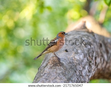 Common chaffinch sits on a tree. Beautiful songbird Common chaffinch in wildlife. The common chaffinch or simply the chaffinch, latin name Fringilla coelebs. Royalty-Free Stock Photo #2171765047