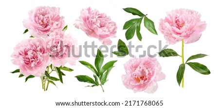 Set of pink peonies isolated on white. Pink flowers with leaves on white background