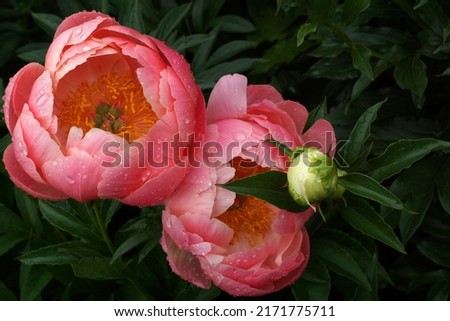Peony Coral Charm.  Two flowers. Semi-double pink peony flower, Herbaceous Hybrid                                Royalty-Free Stock Photo #2171775711