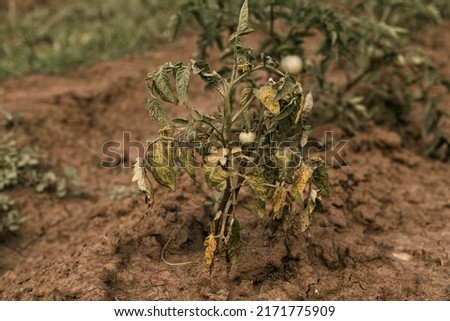 Rotten tomatoes on a branch. Crop failure. Disease of agricultural crops.