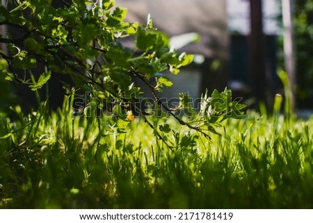 Garden fruit bush. Beautiful natural countryside landscape with strong blurry background
