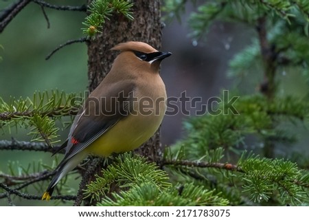 The cedar waxwing is a member of the family Bombycillidae or waxwing family of passerine birds. It is a medium-sized, mostly brown, gray, and yellow. This bird is named for its wax-like wing tips. Royalty-Free Stock Photo #2171783075