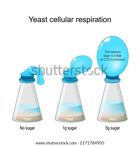 Yeast Cellular Respiration Lab. Bottle Balloon Experiment. Laboratory flasks with fungi and sugar, and Without Sugar. vector illustration Royalty-Free Stock Photo #2171784905