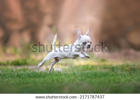 cheerful chihuahua puppy runs in the park Royalty-Free Stock Photo #2171787437