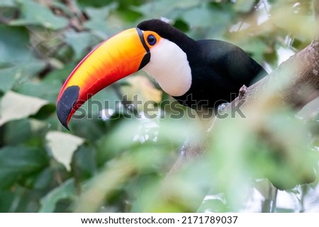 A Toco Toucan in between the leaves looking down at Pouso Alegre Lodge, Northern Pantanal, Mato Grosso State, Brazil