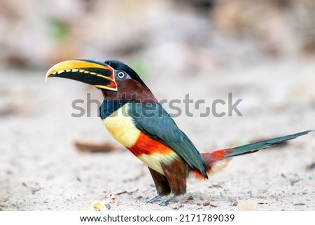 A Chestnut-eared Aracari, family of the Toucans, is standing on the sandy ground at Pouso Alegre Lodge, Northern Pantanal, Mato Grosso State, Brazil