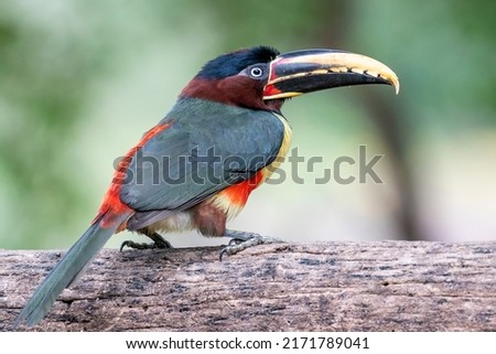 A Chestnut-eared Aracari, family of the Toucans, is standing on a horizontal branch at Pouso Alegre Lodge, Northern Pantanal, Mato Grosso State, Brazil