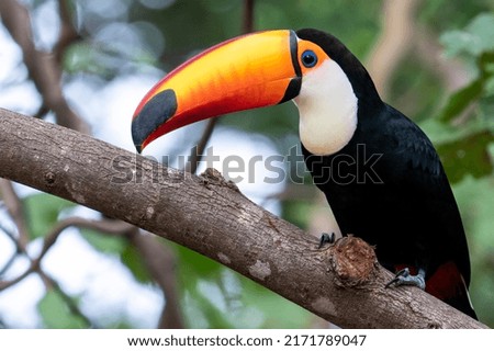 A Toco Toucan seen from the front while perched in a tree at Pouso Alegre Lodge, Northern Pantanal, Mato Grosso State, Brazil