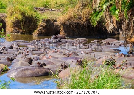 Group of hippos (Hippopotamus amphibius) in a river in Serengeti National Park, Tanzania. Wildlife of Africa Royalty-Free Stock Photo #2171789877