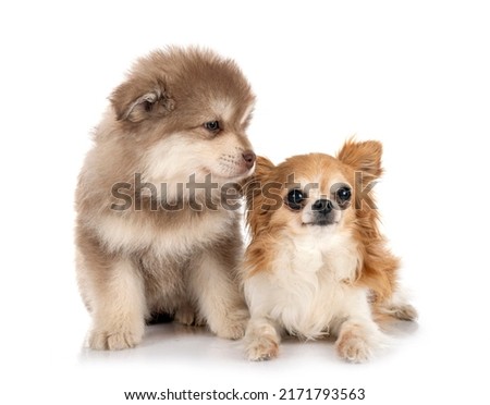 puppy Finnish Lapphund and chihuahua in front of white background