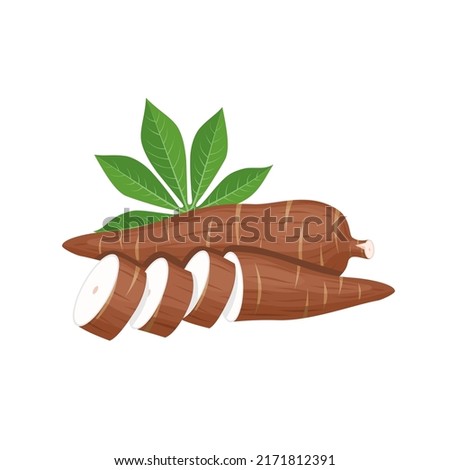 Vector illustration, cassava root (Manihot esculenta), also known as manioc, isolated on white background, as a banner, poster or national tapioca day template. Royalty-Free Stock Photo #2171812391