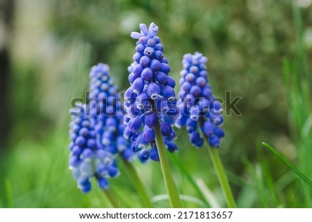 Bell-shaped blue flowers, with a white fringe. Bush of blue summer flowers. Muscari flowers on the green blurred background, selective focus