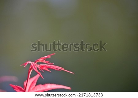 Red tree leaves close-up. Acer palmatum plant.