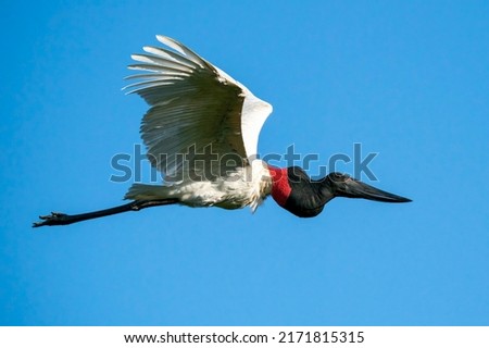 A Jabiru stork in flight with its wings totally up at Pouso Alegre Lodge, Northern Pantanal, Mato Grosso State, Brazil